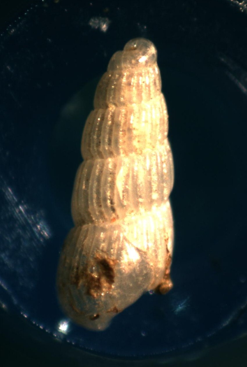 Chrysallida clathrata