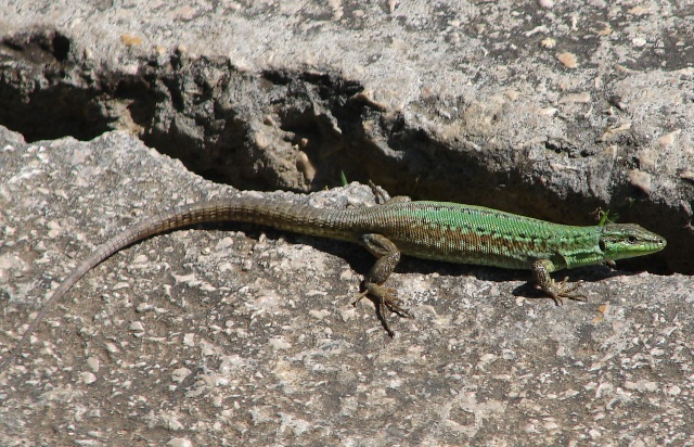 Podarcis melisellensis - Croazia