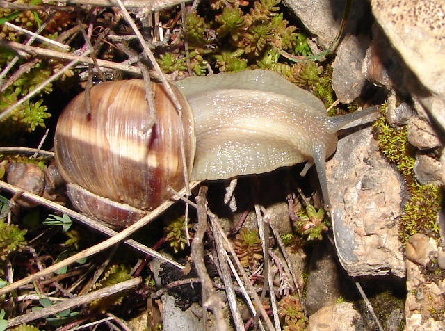 Helix pomatia ed Helix cincta