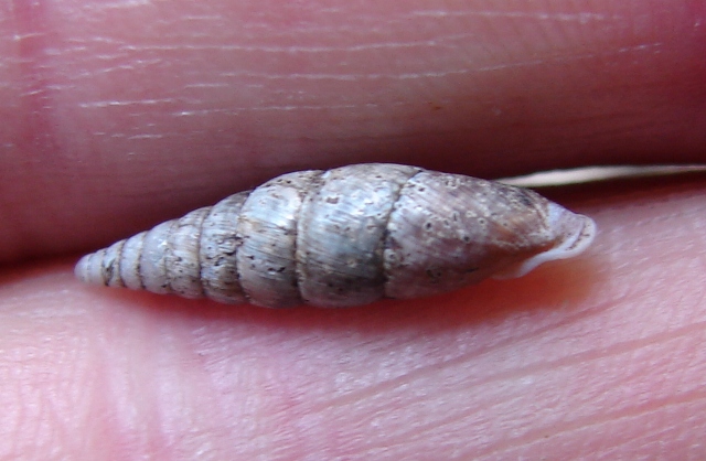 Cochlodina 