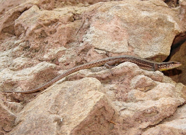 lucertole pietralba (BZ)