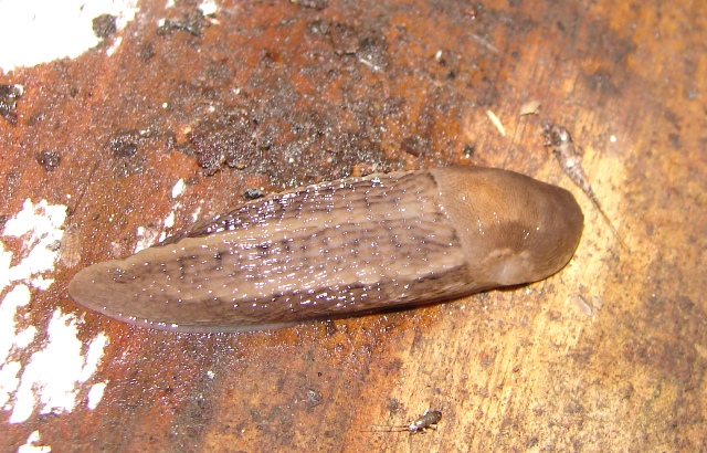 Limax maximus dal nord della Francia