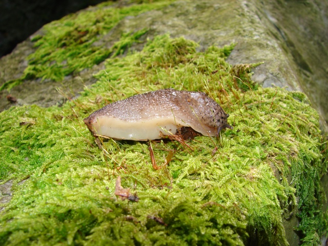 Limax maximus dal nord della Francia