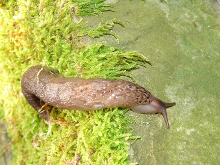 Limax maximus dal nord della Francia