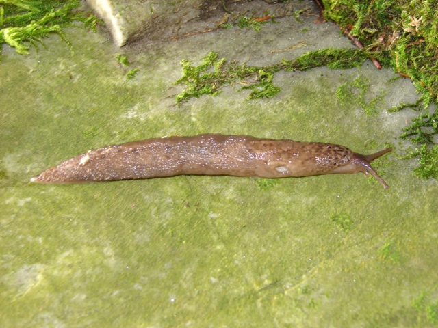 Limax maximus dal nord della Francia