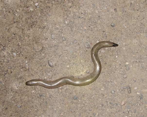 Anguis fragilis