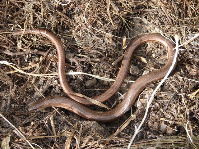 Anguis fragilis