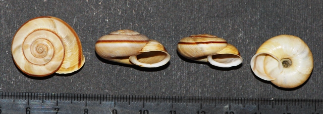 Chilostoma cingulatum Asiago (VI)