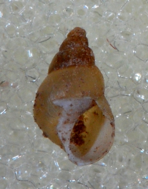 Hydrobiidae Vobarno (BS)