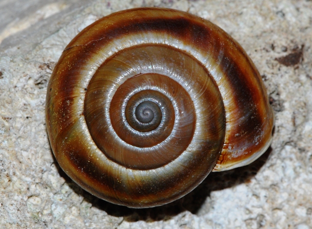 Helicigona stenomphala (Menke 1830)