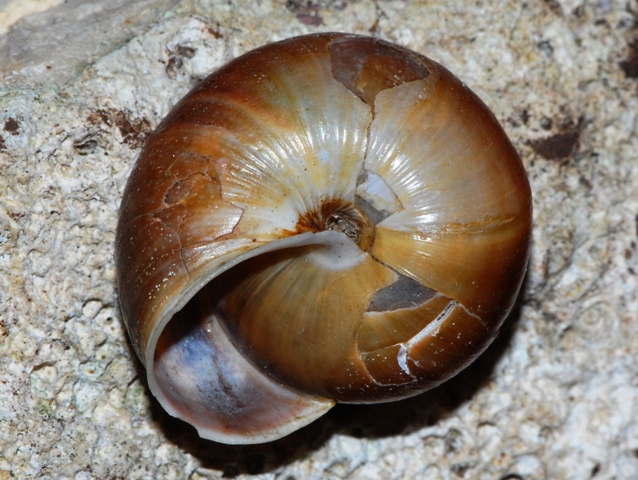 Helicigona stenomphala (Menke 1830)