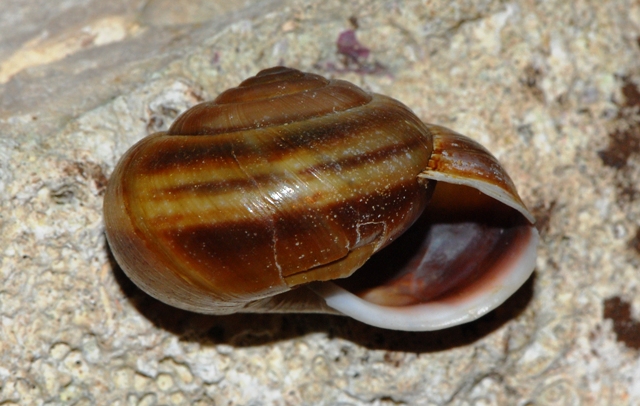 Helicigona stenomphala (Menke 1830)