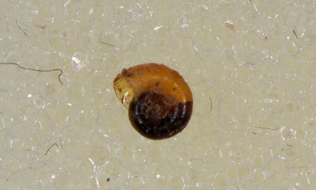 Hydrobiidae Vobarno (BS)