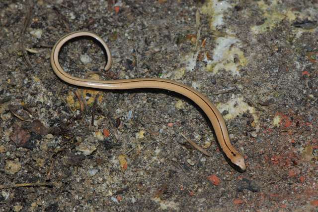 Anguis fragilis