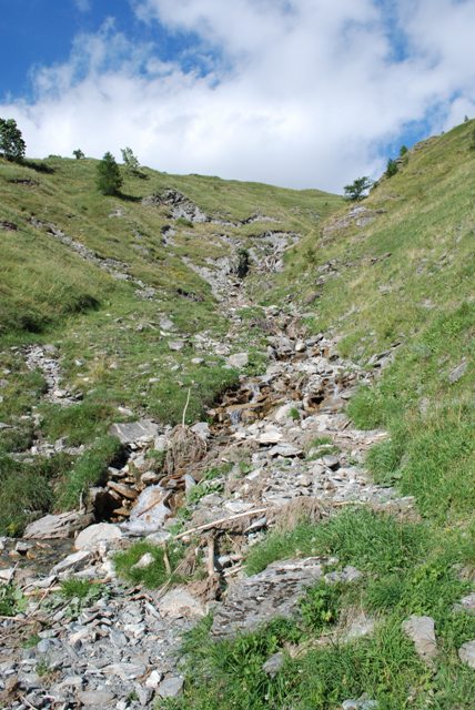 Lucertola vivipara piemontese ?