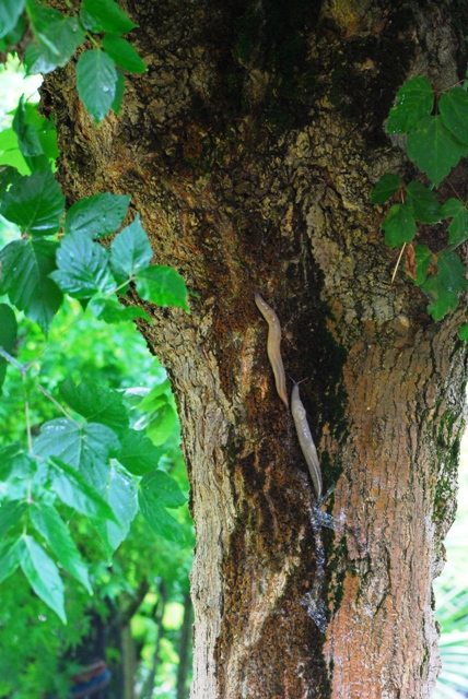 Albero dell''amore bolognese