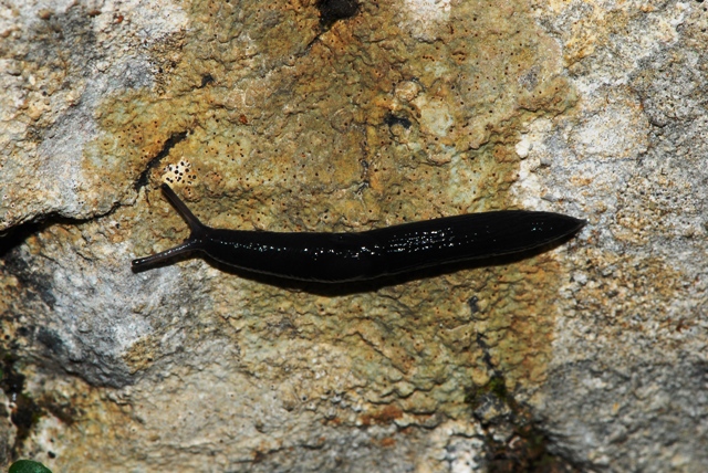 Limax (?) nero  dal Monte Baldo