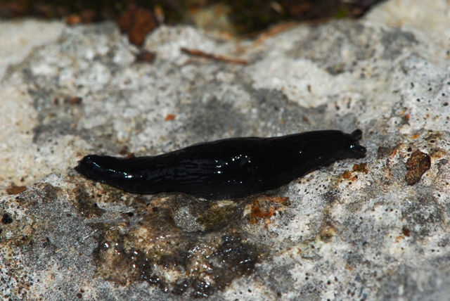 Limax (?) nero  dal Monte Baldo