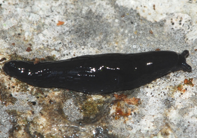 Limax (?) nero  dal Monte Baldo