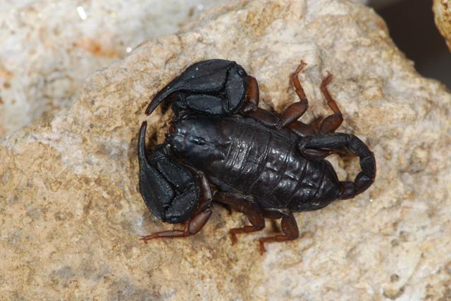 Euscorpius sp.  Berici (VI)