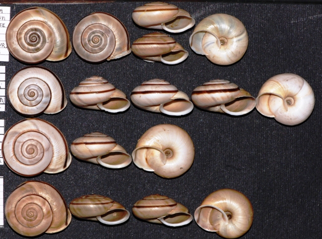 Chilostoma cingulatum nicolisianum