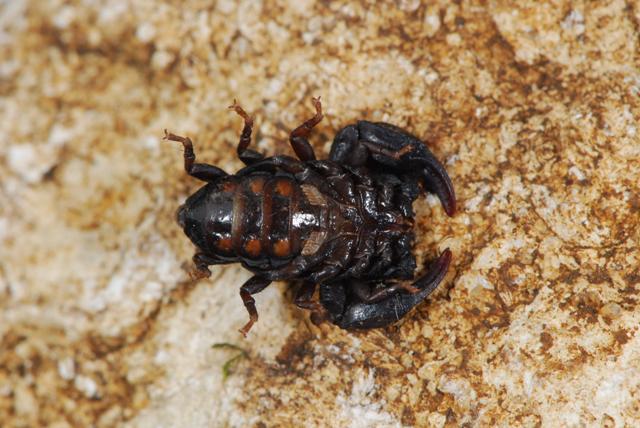 Euscorpius sp.  Berici (VI)