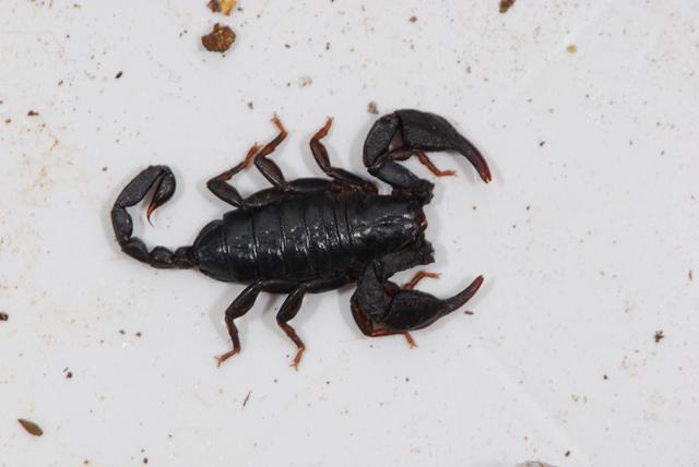 Euscorpius sp.  Berici (VI)