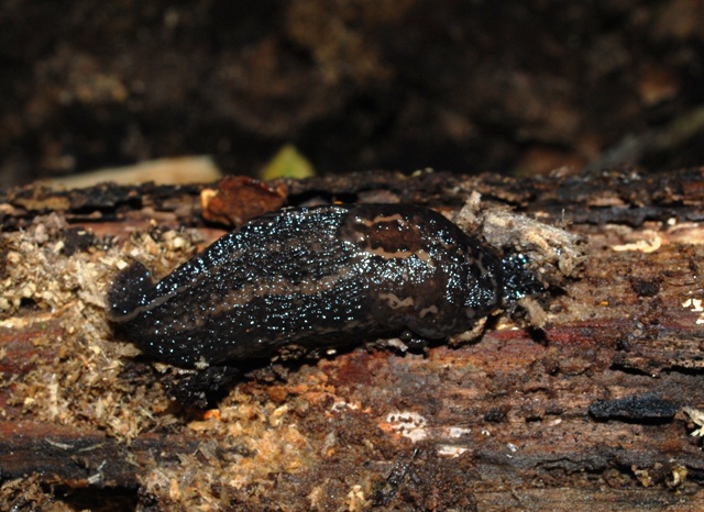 Limax maximus dal nord della Francia