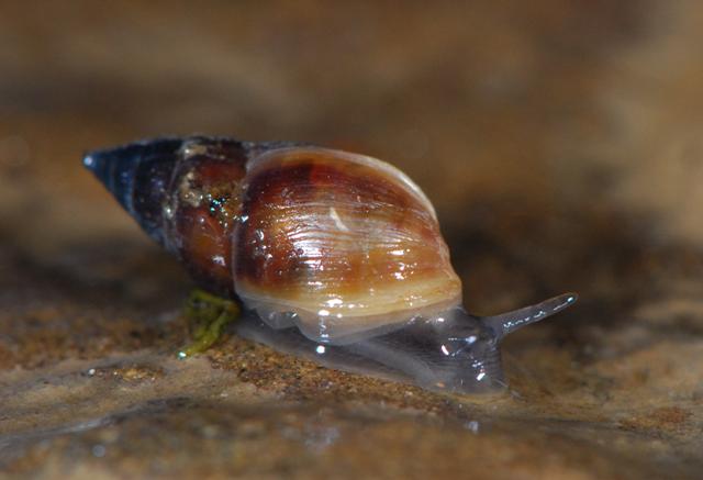 Auriculinella (Leucophytia) bidentata (Montagu, 1806)