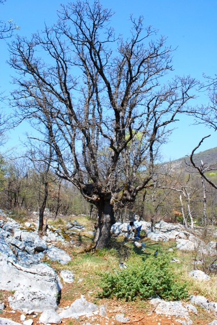 Isola di Cres -Croazia