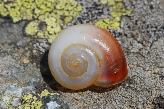 Monacha cf. martensiana