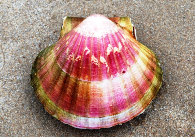 Pecten maximus