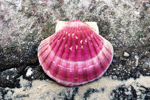 Pecten maximus