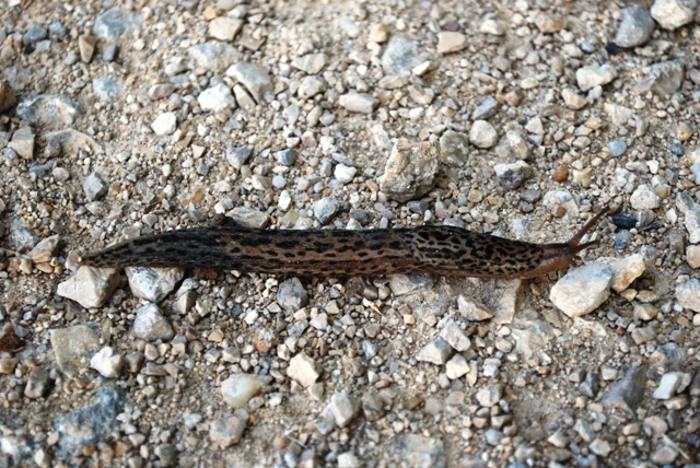 Limax maximus dal nord della Francia