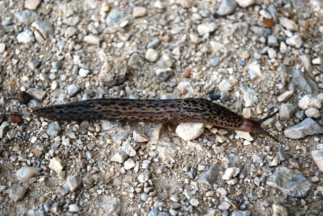 Limax maximus dal nord della Francia