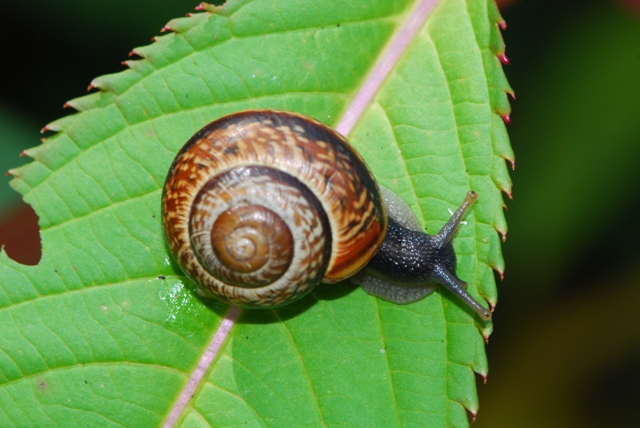 Arianta arbustorum styriaca....almeno credo