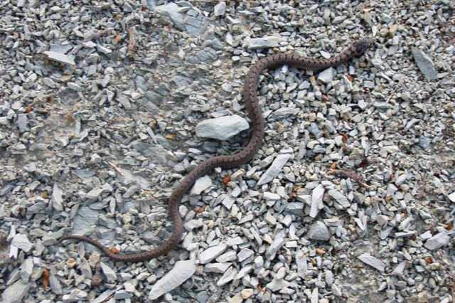 Coronella austriaca sui Monti Sibillini