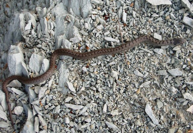 Coronella austriaca sui Monti Sibillini