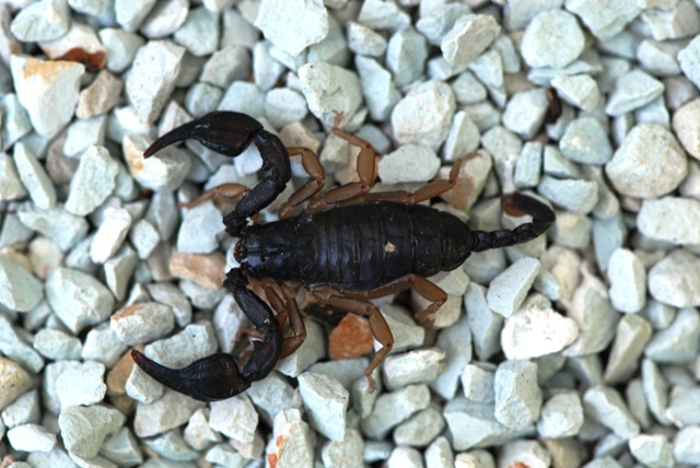 Euscorpius sp.  Berici (VI)