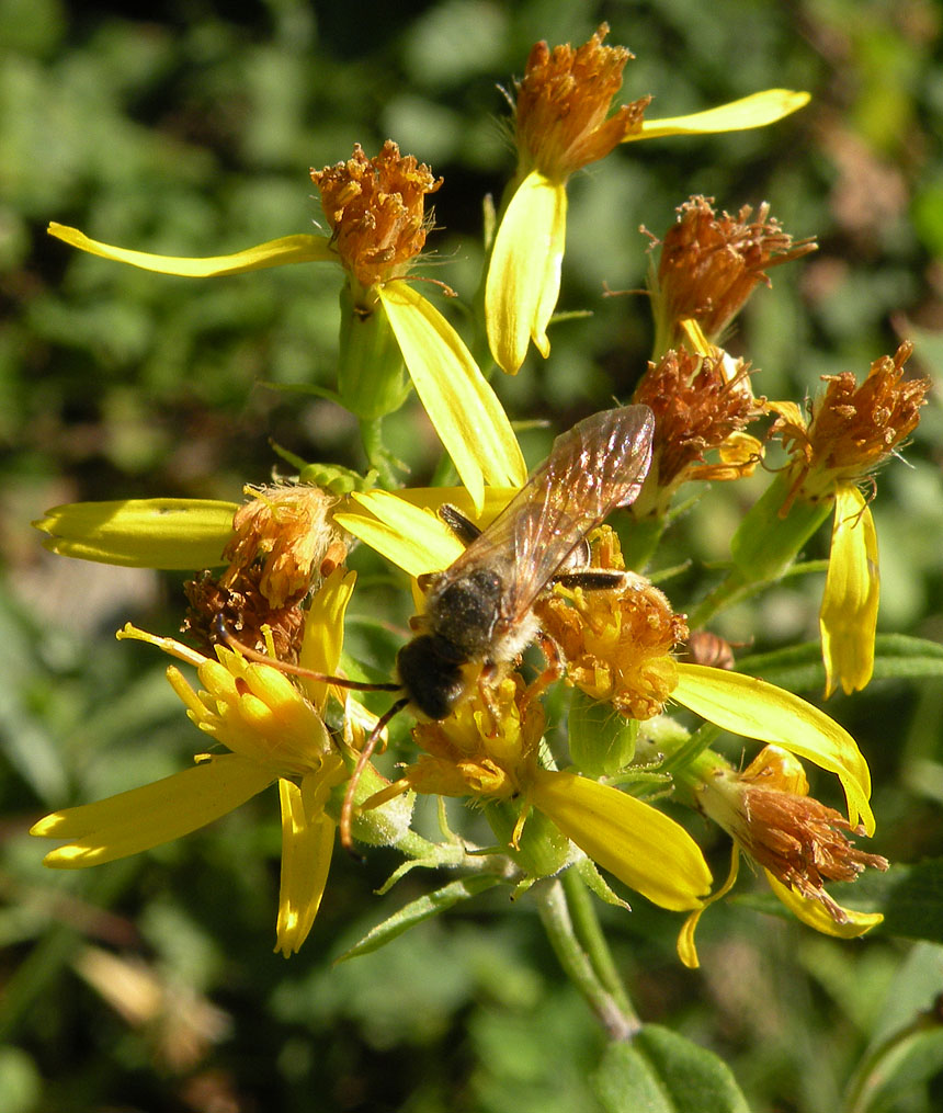 Monte Amiata: Halictus quadricinctus M (Apidae Halictinae)