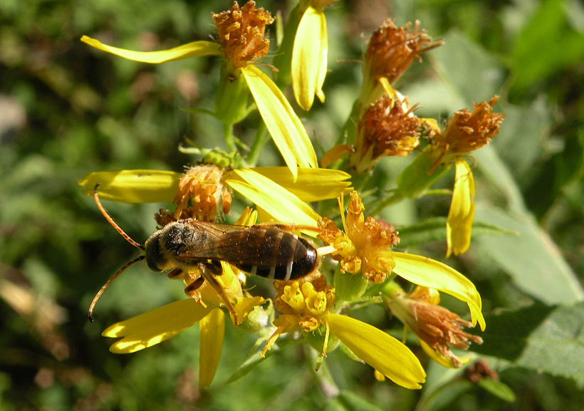 Monte Amiata: Halictus quadricinctus M (Apidae Halictinae)