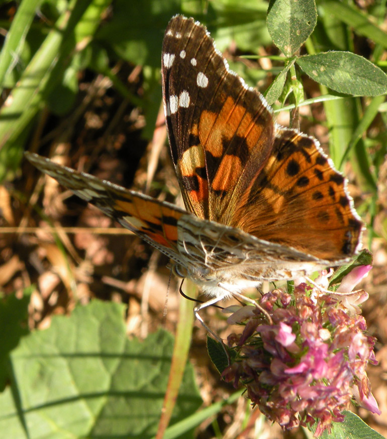 Vanessa cardui