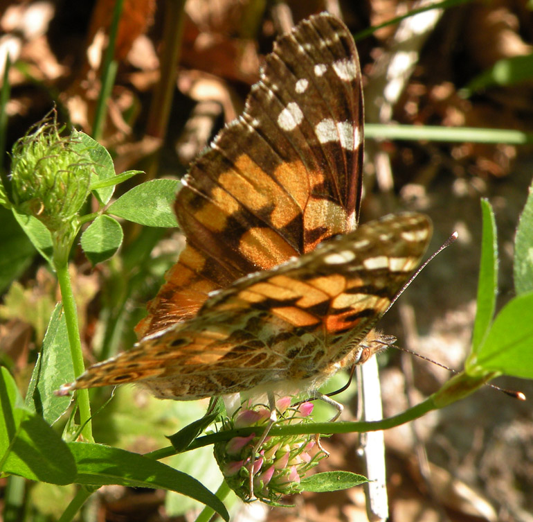 Vanessa cardui