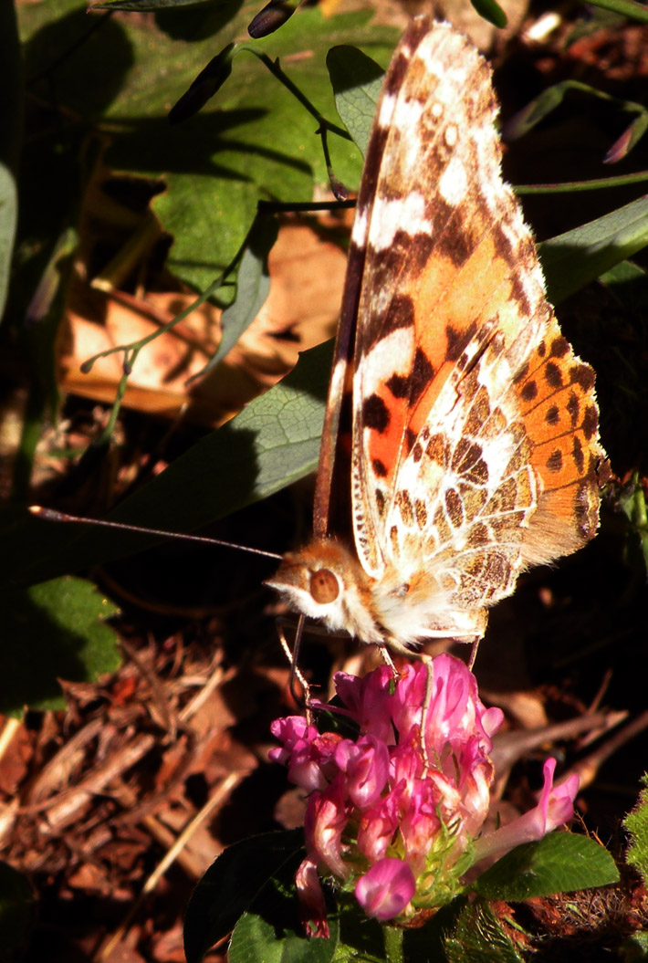 Vanessa cardui