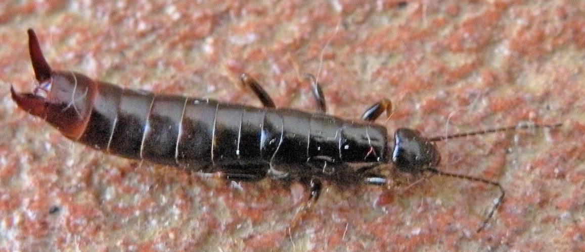 Larva?  No. Euboriella moesta