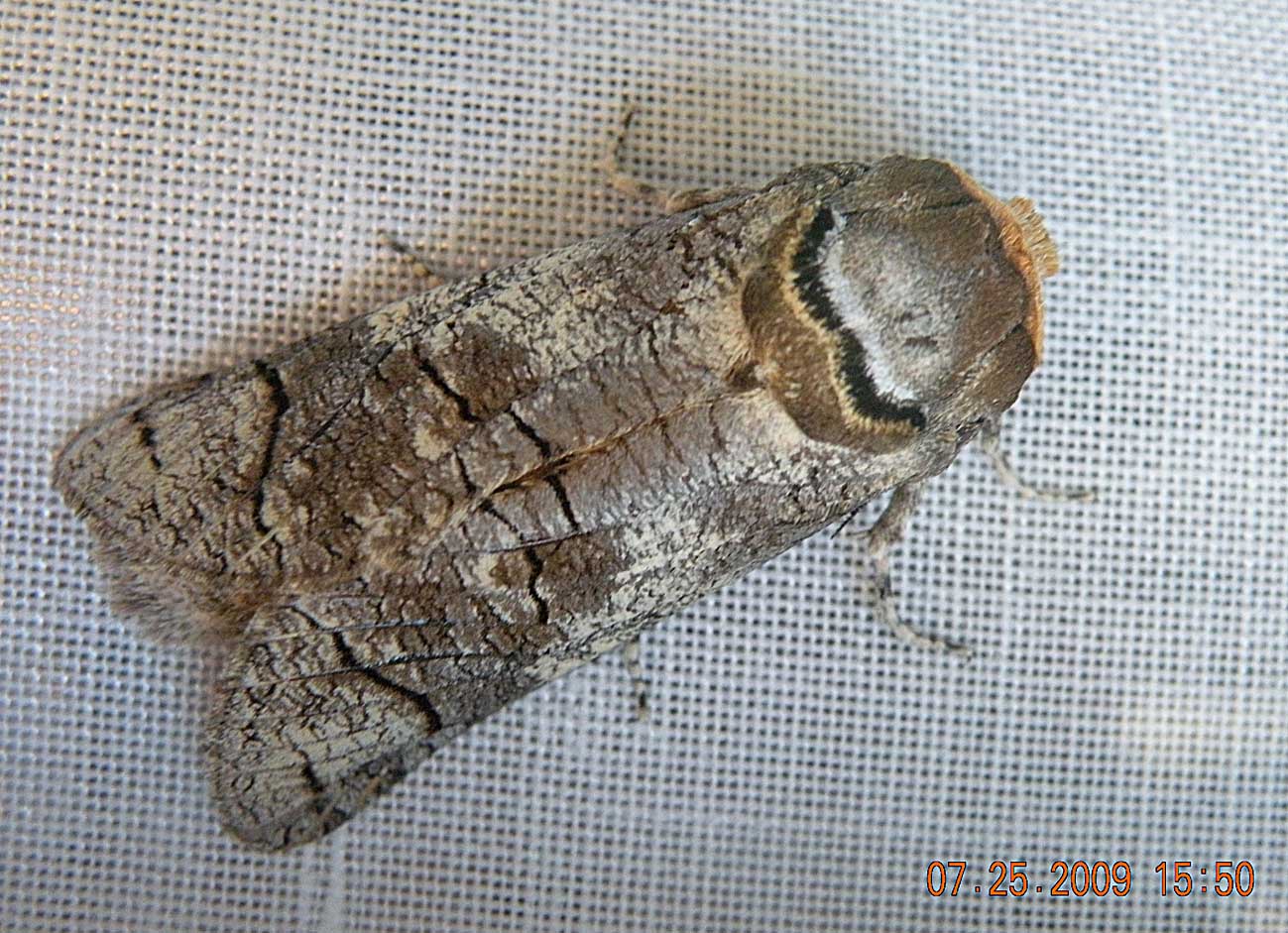 Noctuidae??? - No, Cossidae, Cossus cossus