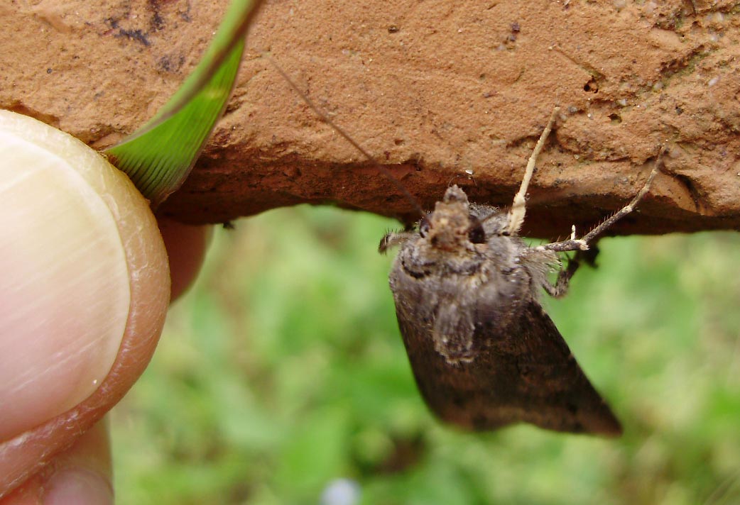 Domanda...    - Agrotis ipsilon