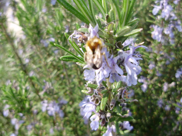 bombo? No. Eucera sp.