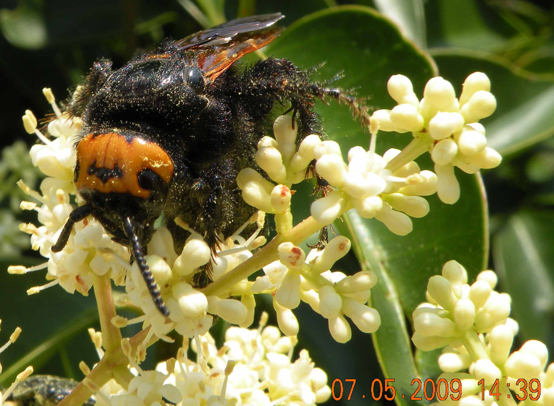 Femmina di Megascolia maculata flavifrons