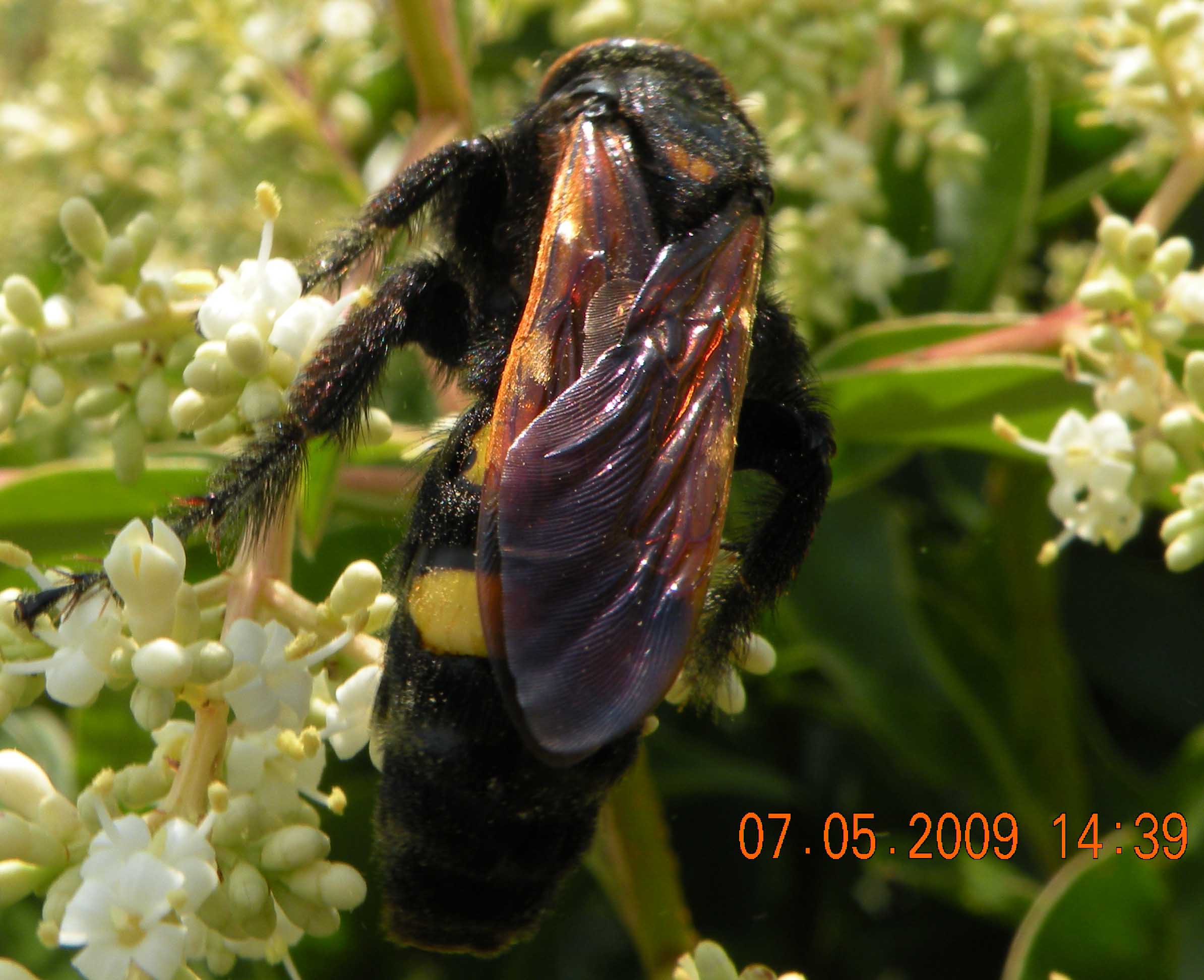 Femmina di Megascolia maculata flavifrons